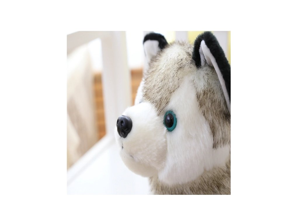 2607_Ply__k_Pes__t_n_tko_Husky_2