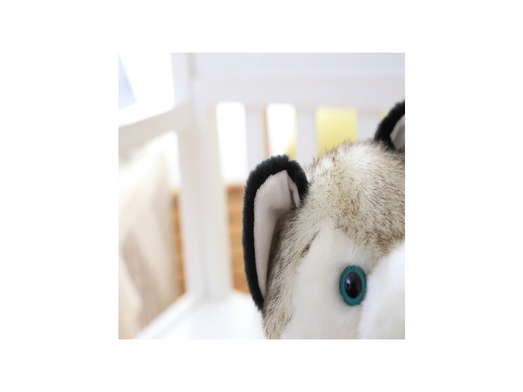 2607_Ply__k_Pes__t_n_tko_Husky_3